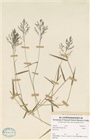 藏品(柳葉箬)的圖片